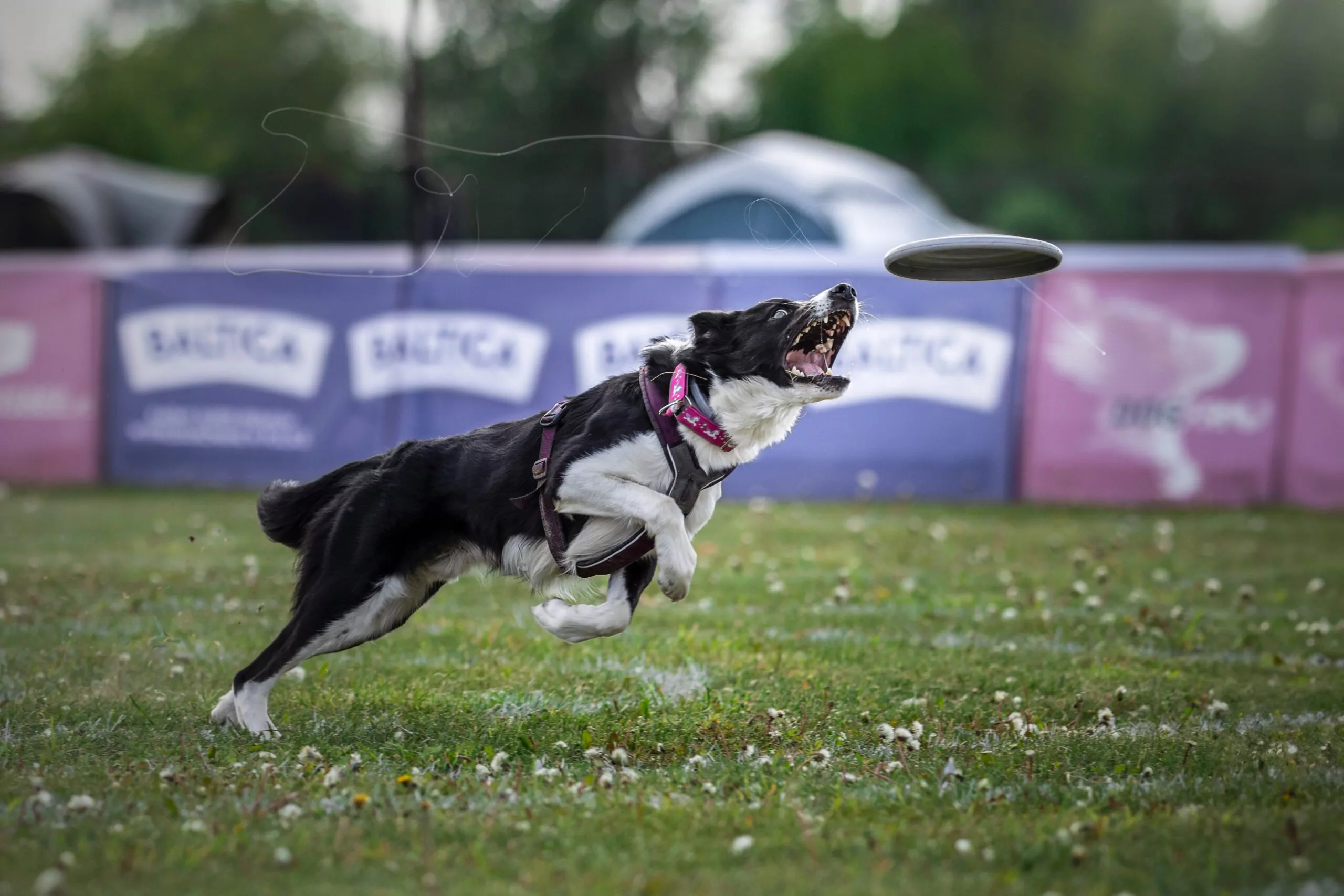 Utrustning för dogfrisbee
