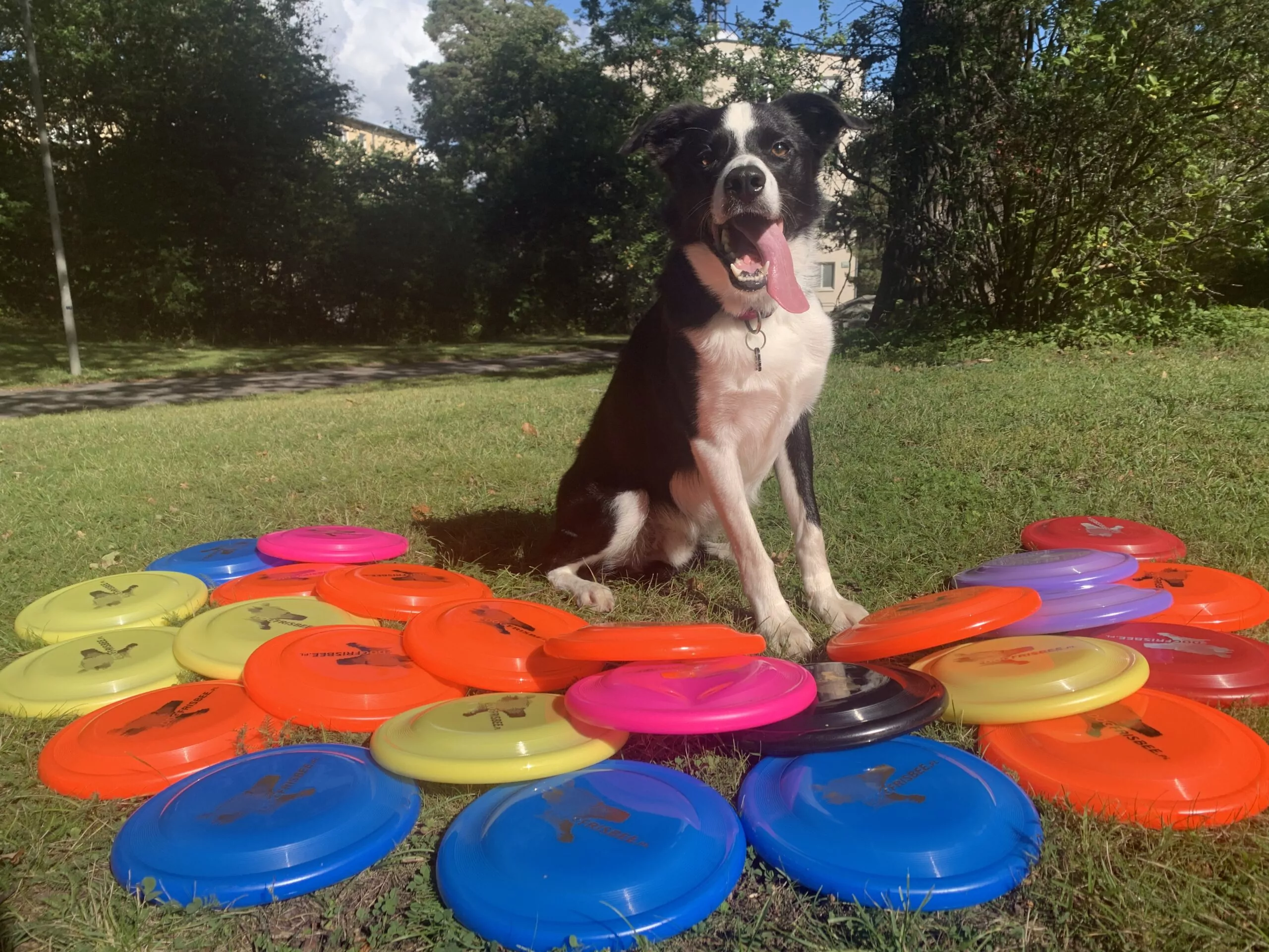 frisbee, dogfrisbee sweden, hundfrisbee sverige