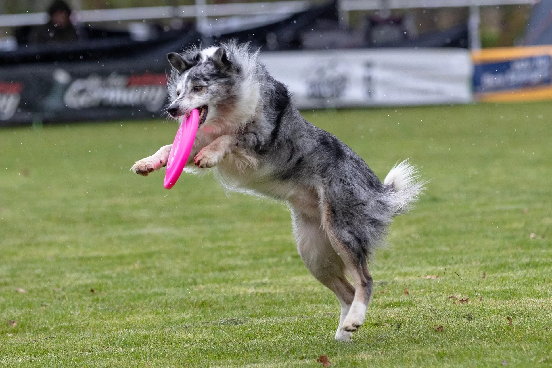 frisbee, dogfrisbee, frisbee sweden