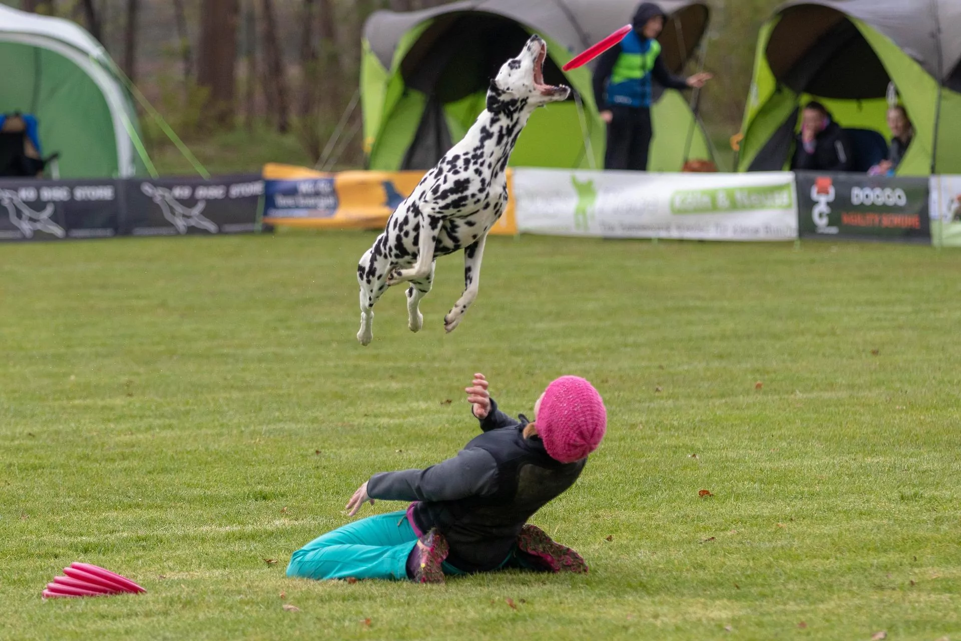 frisbee, dogfrisbee sweden, hundfrisbee sverige