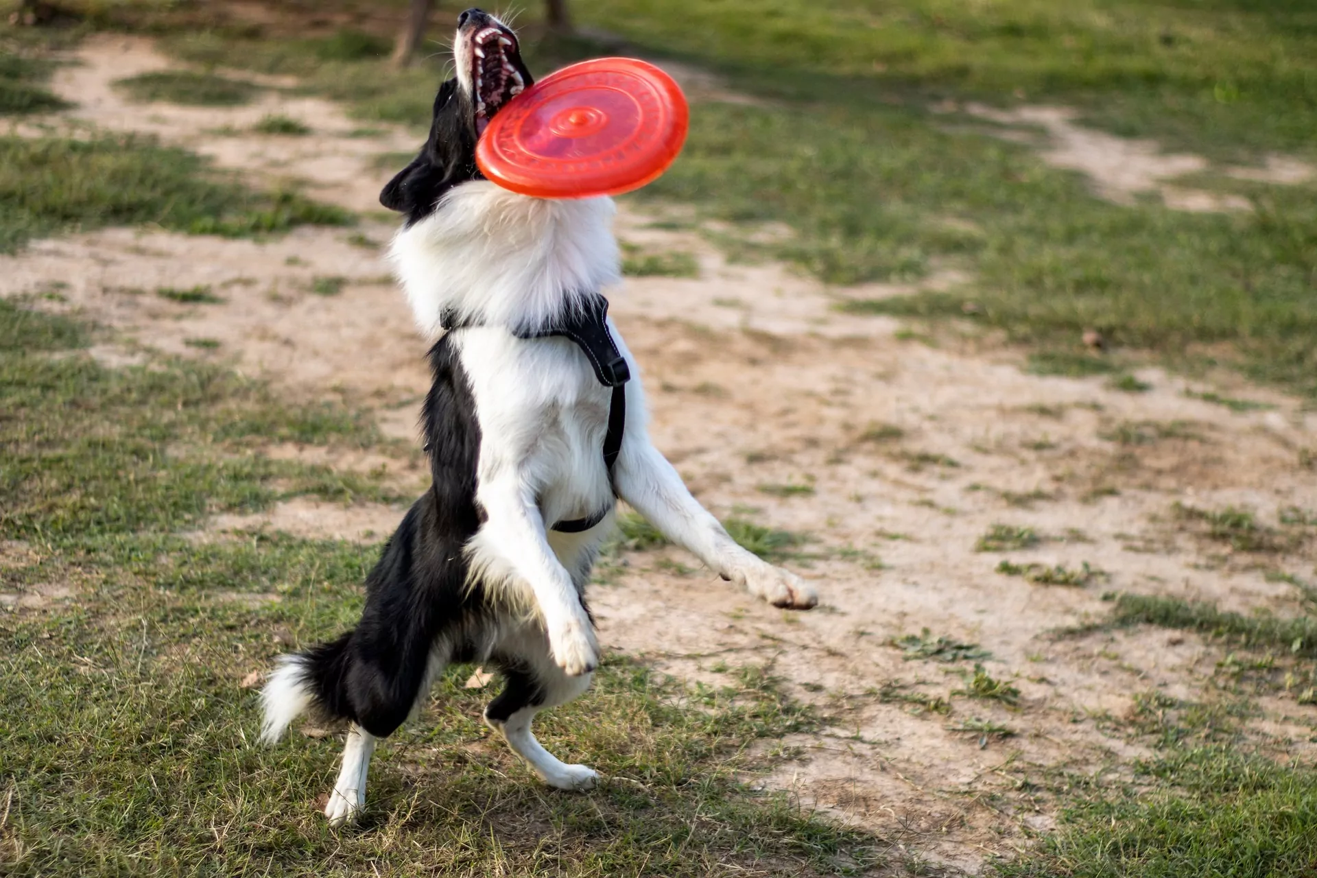 border collie sverige sweden frisbee dogfrisbee