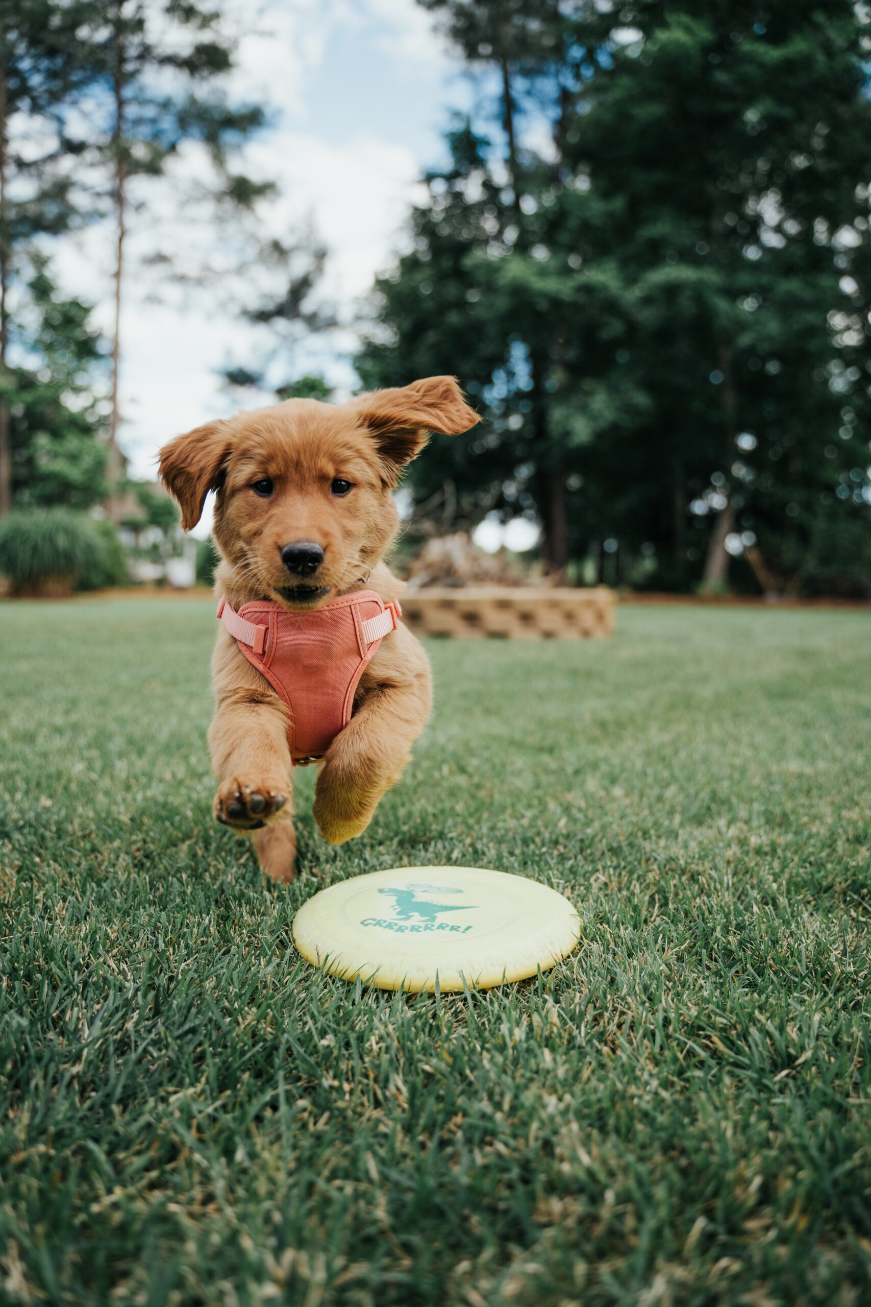 frisbee-puppy puppy with frisbee