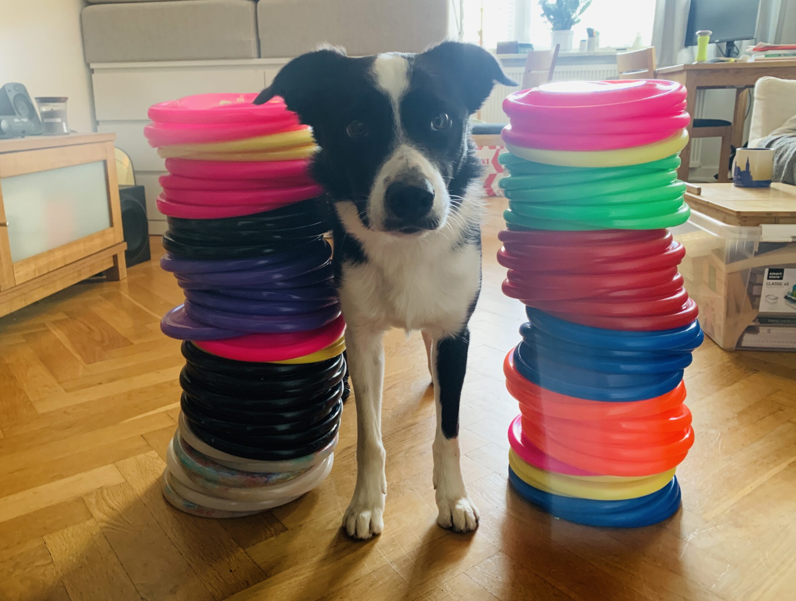 frisbee, frisbee sweden, hundfrisbee sverige