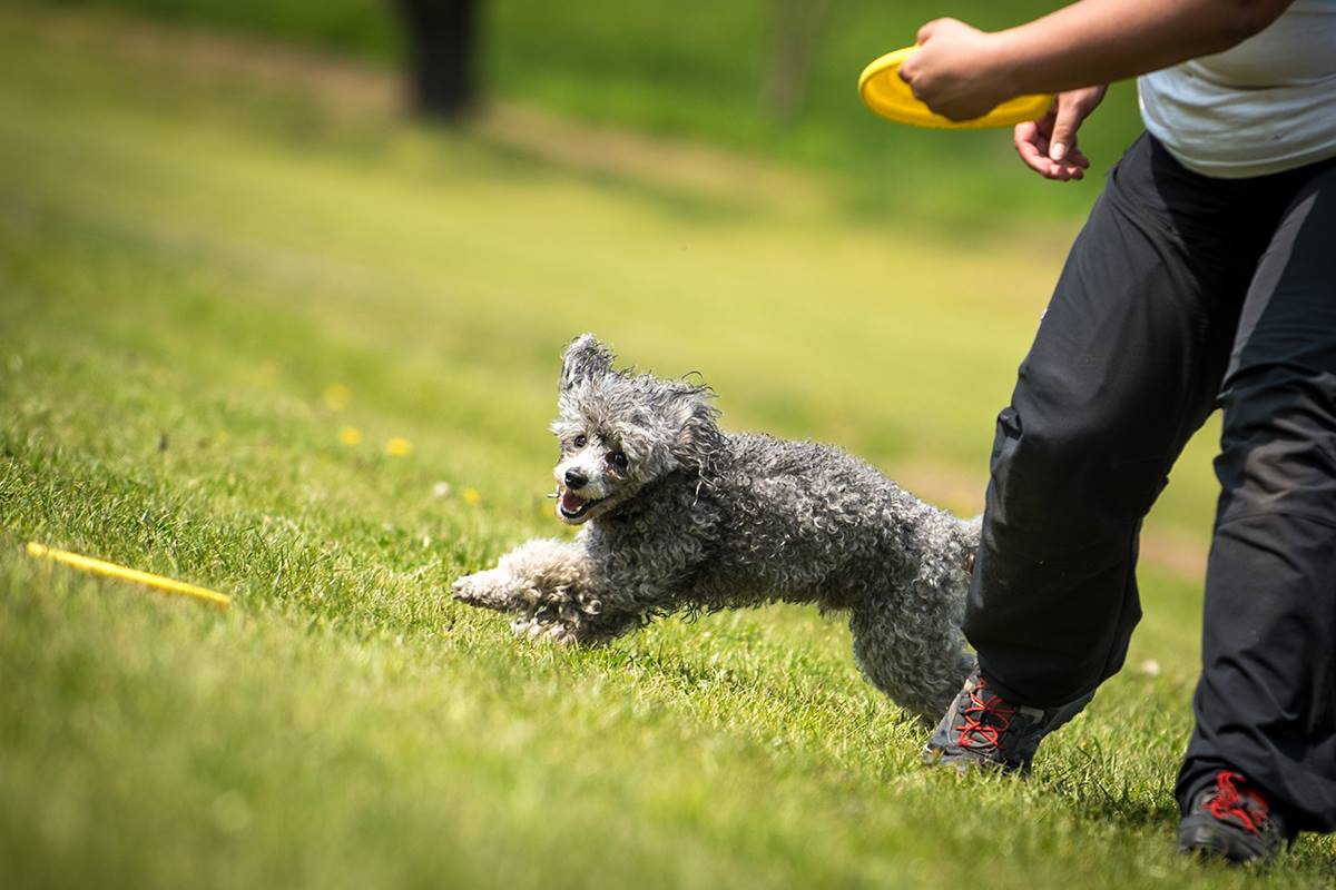frisbee, dogfrisbee, sweden dogfrisbee,