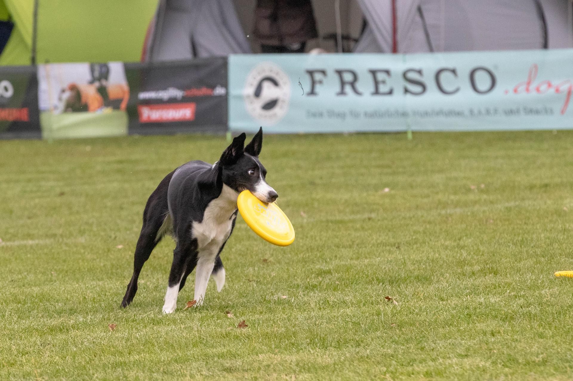 frisbee, dogfrisbee sweden