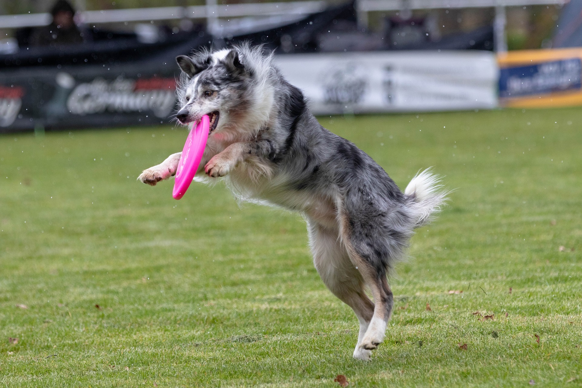 frisbee, dogfrisbee, frisbee sweden