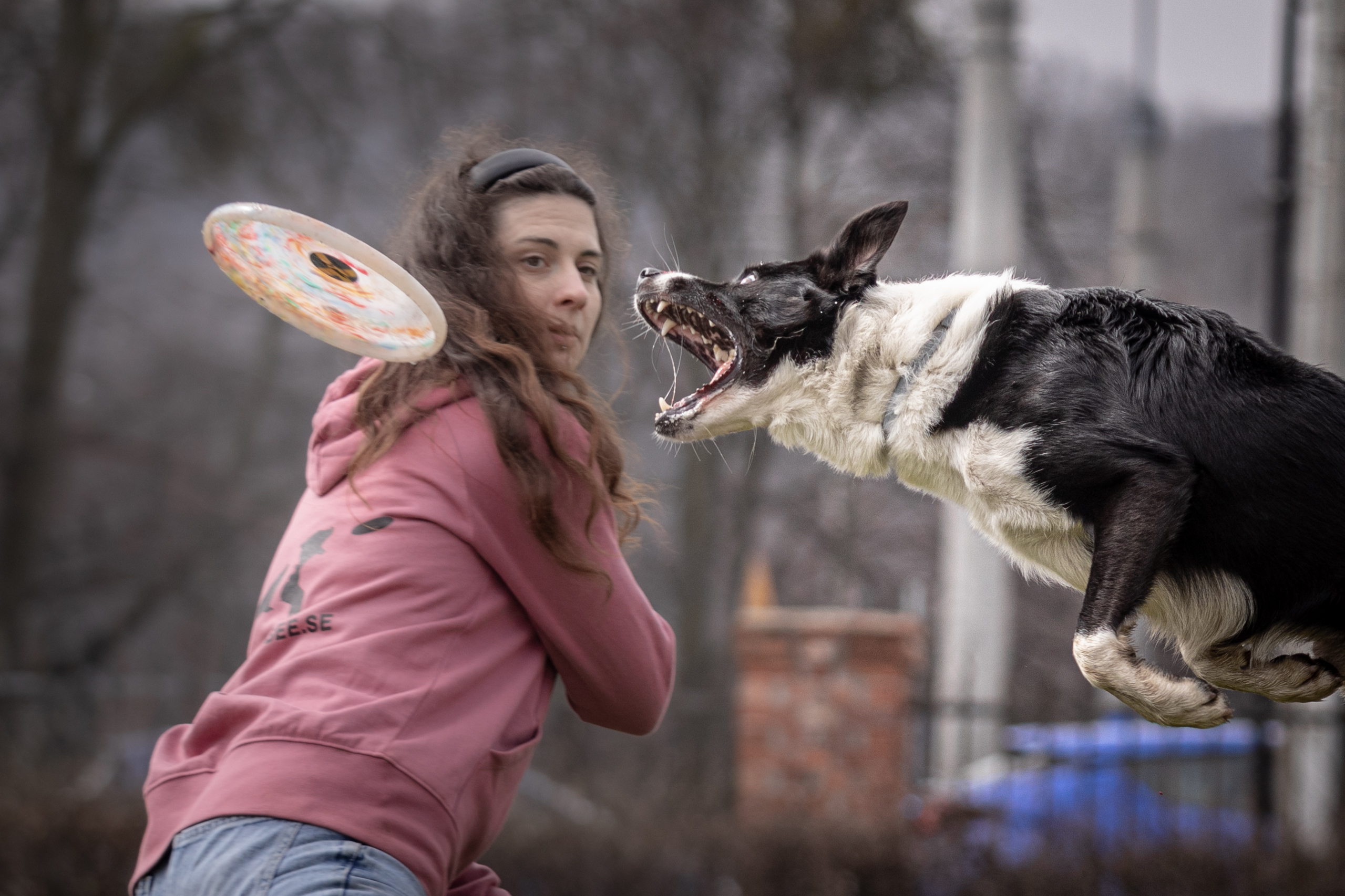 dogfrisbee